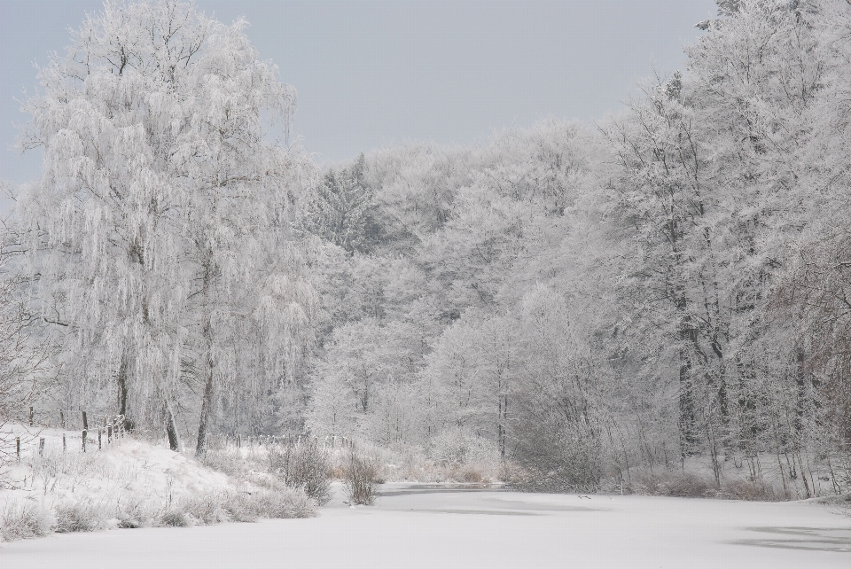 Landscape tree branch snow