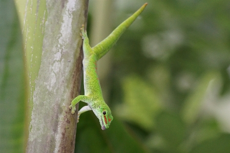 Nature branch leaf wildlife Photo