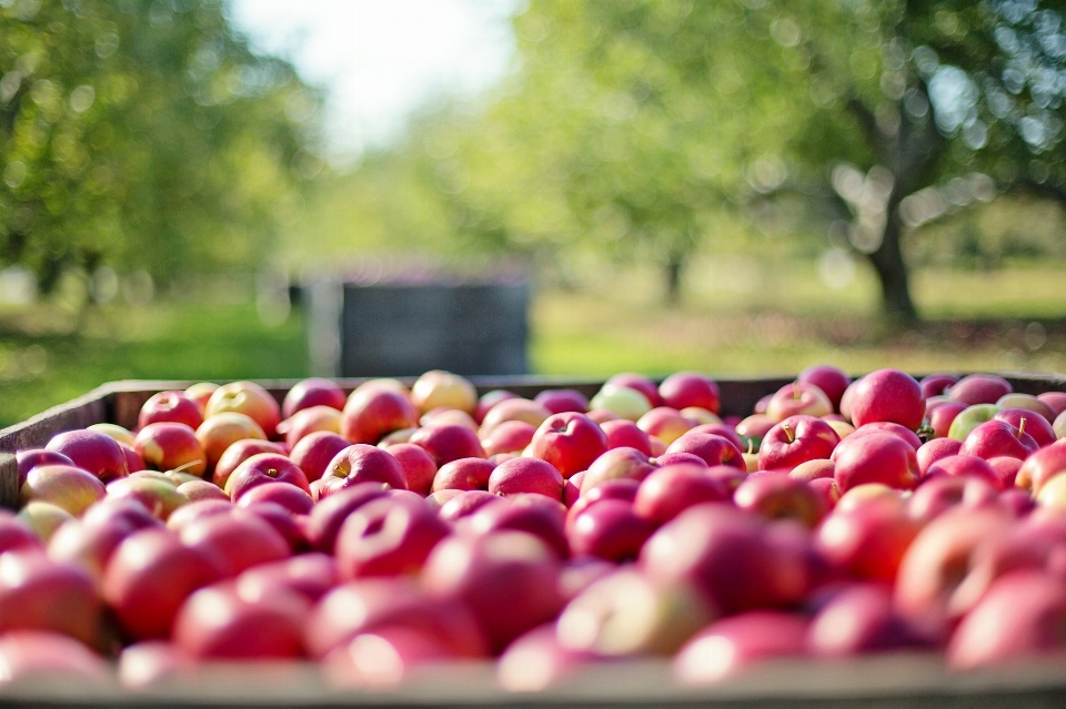 Apple pohon alam mekar