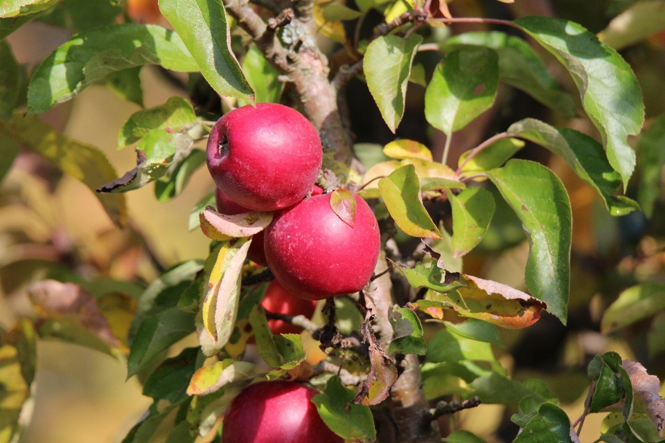 Apple tree nature branch