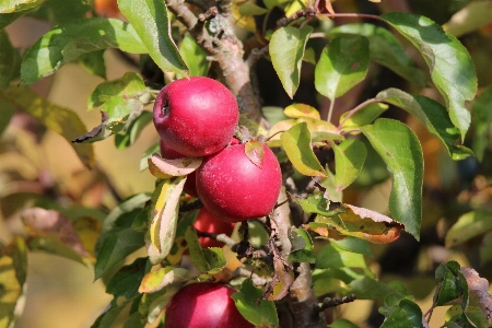 Foto Apple pohon alam cabang