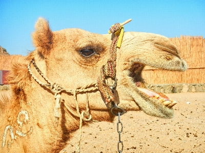 Water nature sand desert Photo