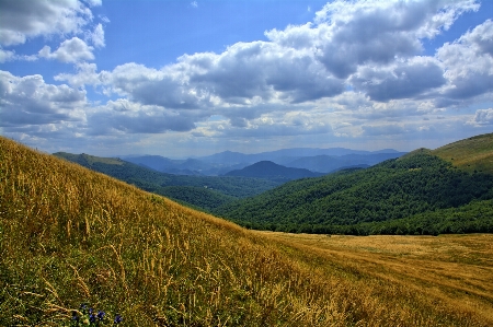 Landscape tree nature grass Photo