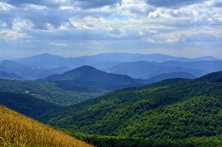 Landscape tree nature forest Photo