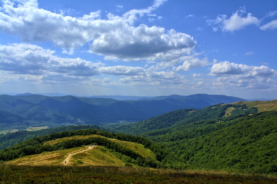 Paisagem árvore natureza grama