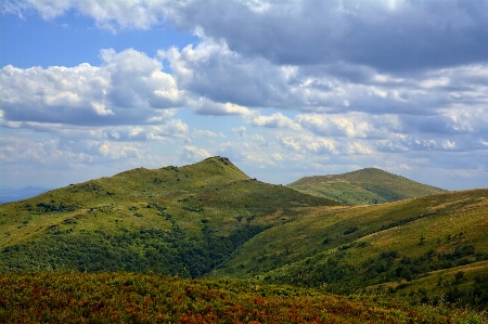 Landscape tree nature forest Photo