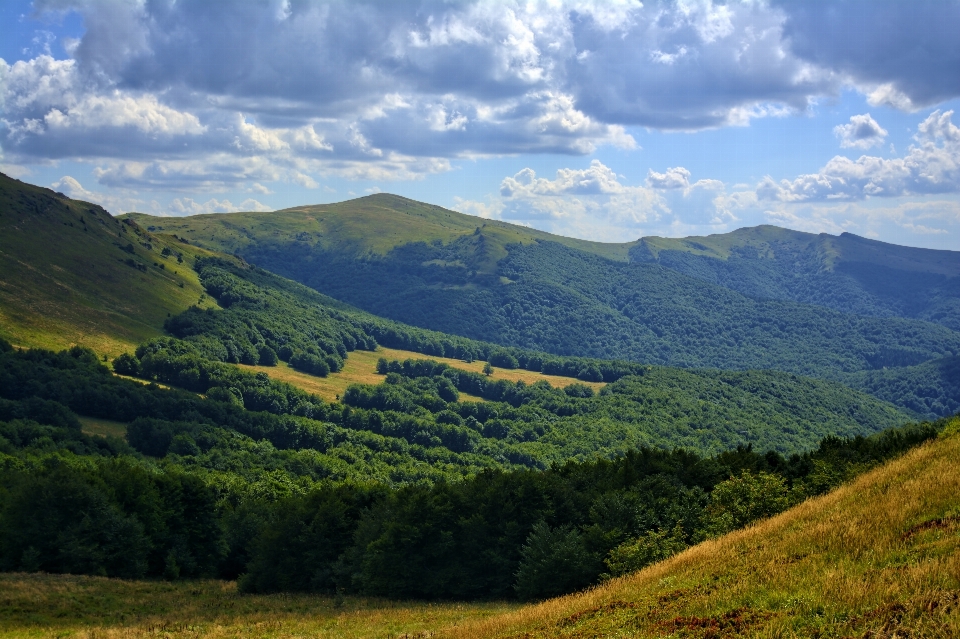 Paisaje árbol naturaleza bosque