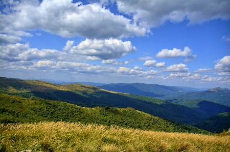 Landscape tree nature grass Photo