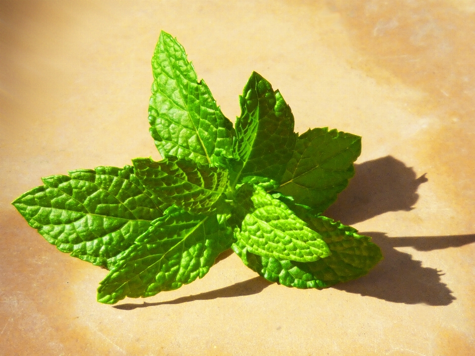 Planta hoja flor verde