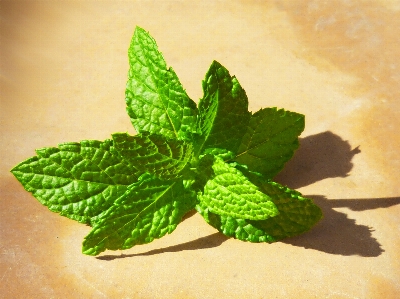 植物 叶子 花 绿色的 照片