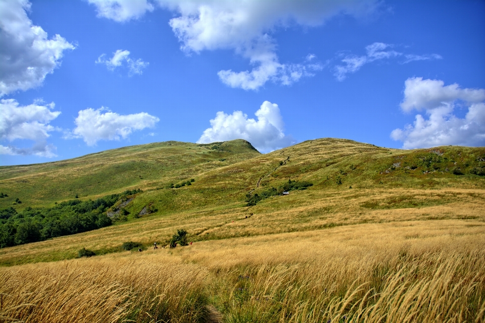 Landscape tree nature grass