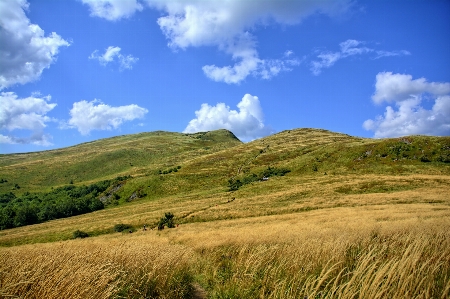 Landscape tree nature grass Photo