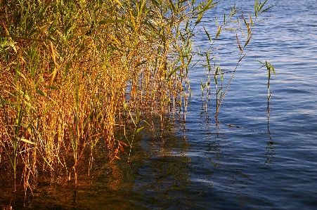 Foto Paisagem mar árvore água