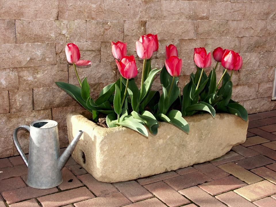 Planta flor tulipán rojo