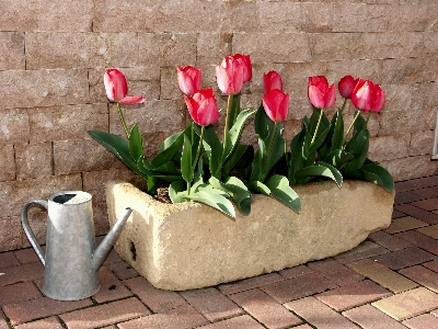 Foto Plantar flor tulipa vermelho