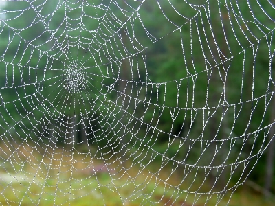 露 濡れた 緑 生物学 写真