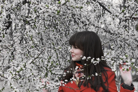 Tree nature branch blossom Photo