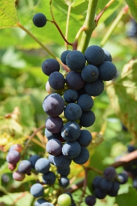 Nature plant grape wine Photo