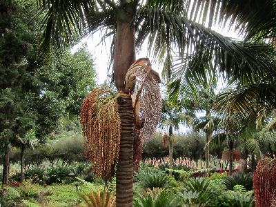 Ağaç doğa orman bitki Fotoğraf