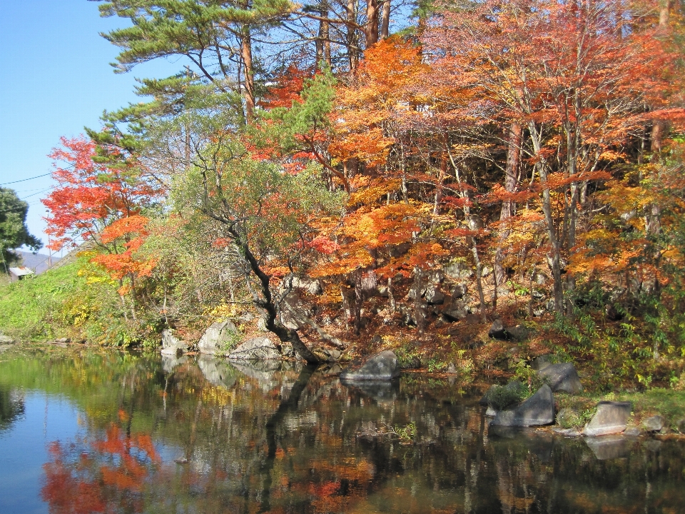 景观 树 森林 山