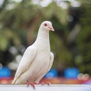 Photo Montre oiseau aile blanc