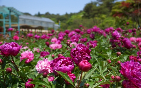 Plant lawn flower rose Photo