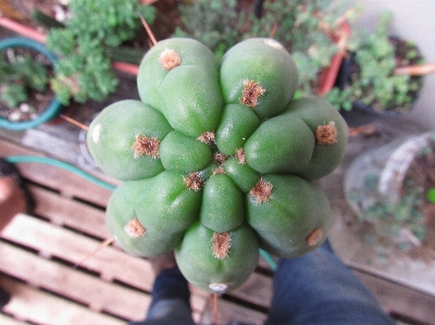 Nature cactus plant fruit Photo