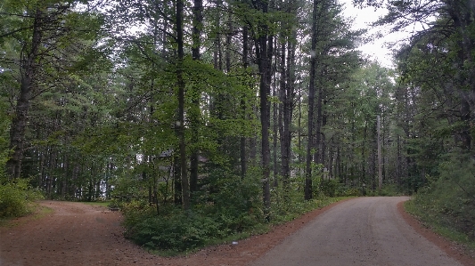 Foto árvore natureza floresta caminho