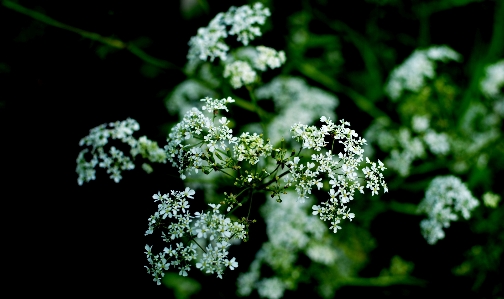 Nature branch blossom plant Photo