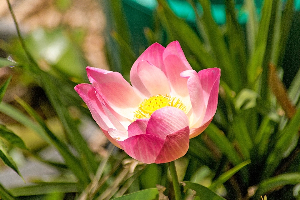 水 自然 开花 植物