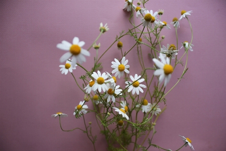 Nature branch blossom plant Photo