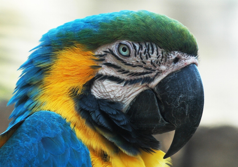 Oiseau aile mignon profil