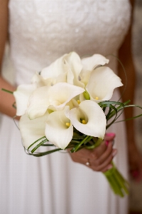 Blossom plant white photography Photo