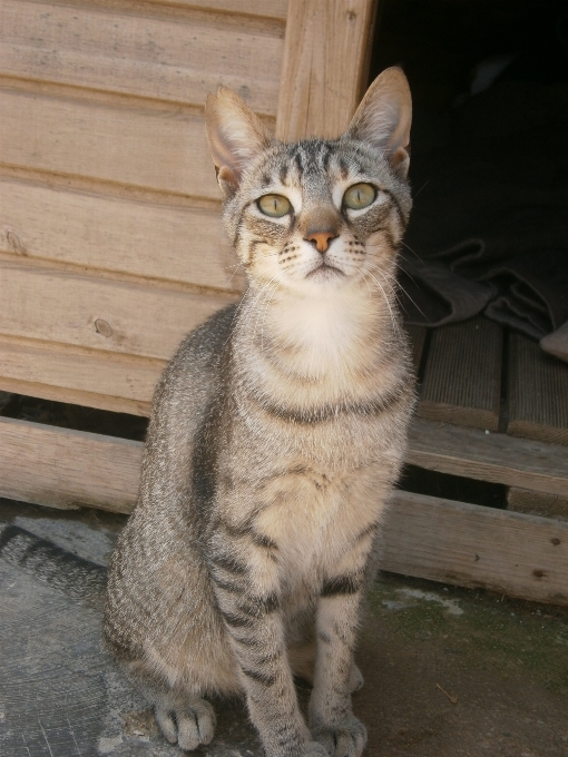 Mascota gato mamífero fauna