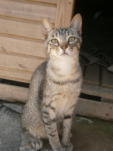 Photo Animal de compagnie chat mammifère fauna