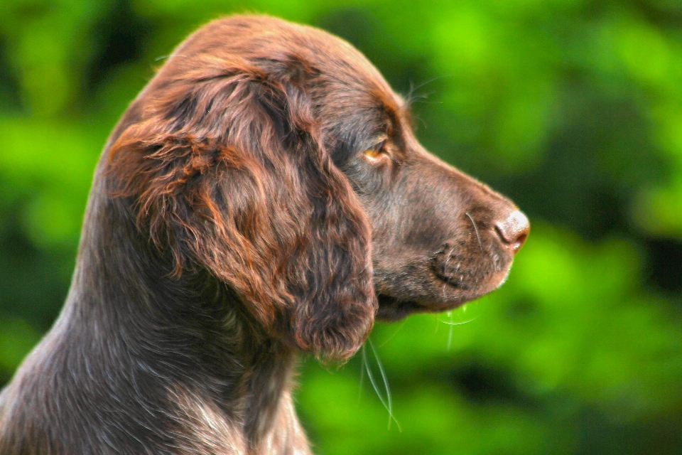 Anak anjing mamalia spaniel
