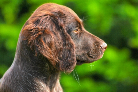 Foto Cucciolo cane mammifero spaniel
