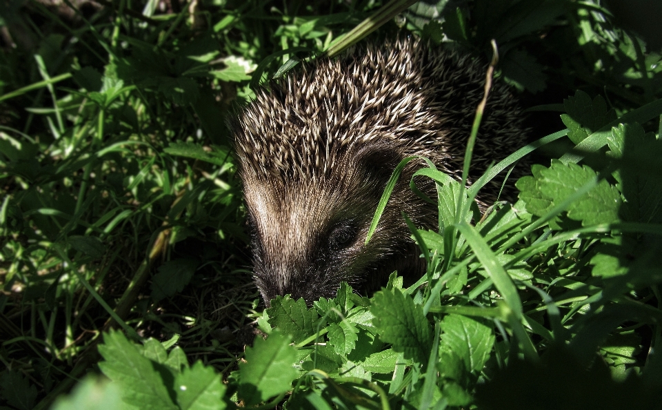 Nature herbe animal mignon