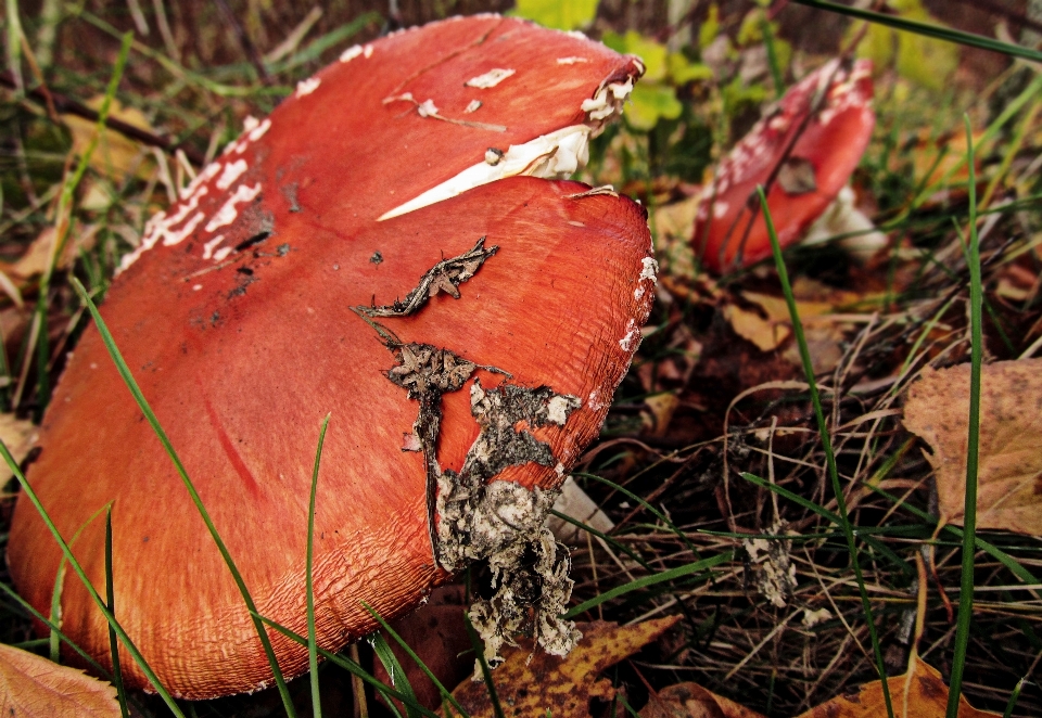 Drzewo natura las zakład