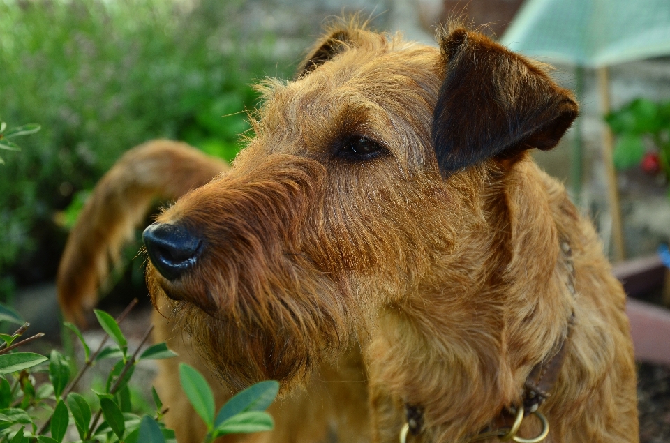 Köpek hayvan evcil kürk