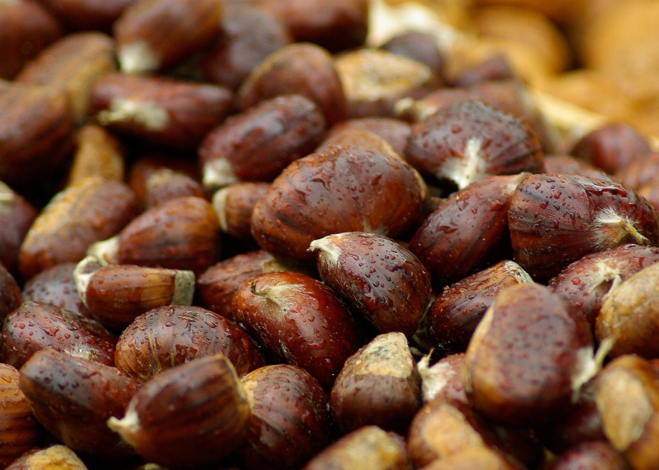 Planta caer alimento producir