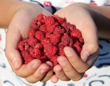 Plant raspberry fruit berry Photo