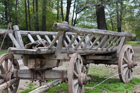 Photo Forêt bois wagon chariot