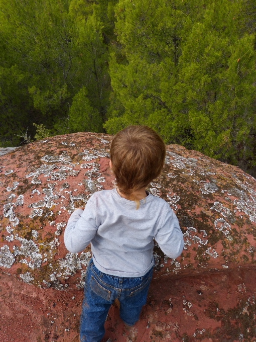 дерево лес rock гора