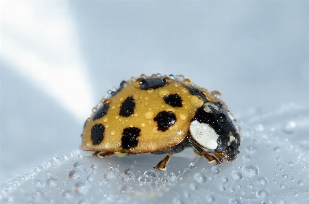 Water insect macro ladybug Photo