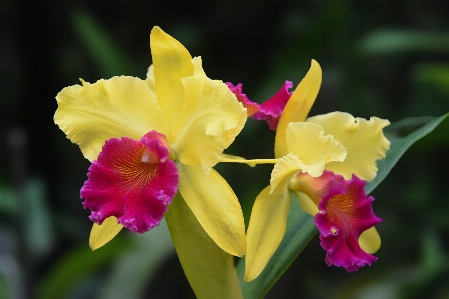 Nature plant flower petal Photo