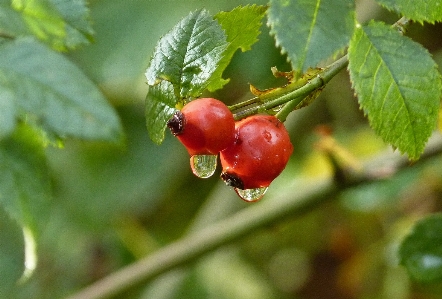 Water nature branch dew Photo