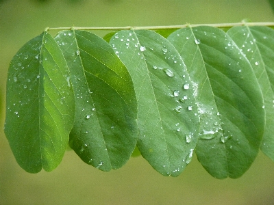 Tree water nature forest Photo