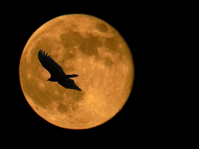 Silhouette bird light night Photo