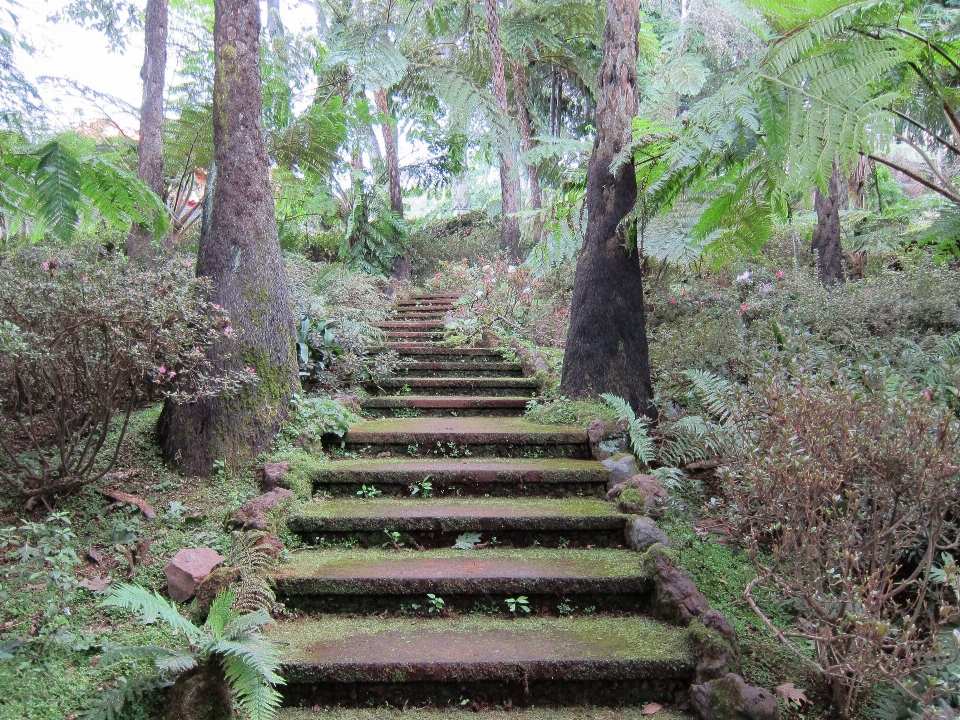 風景 木 自然 森